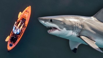 Man Swims A Mile To Safety After Shark Bit Through His Kayak And Knocked Him Into The Water Off California Coast