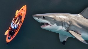 Kayaker next to a great white shark