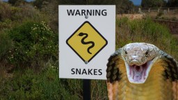 Massive King Cobra Weighing 18lbs Spotted Slithering Out Of An Apartment Window Onto A Stoop