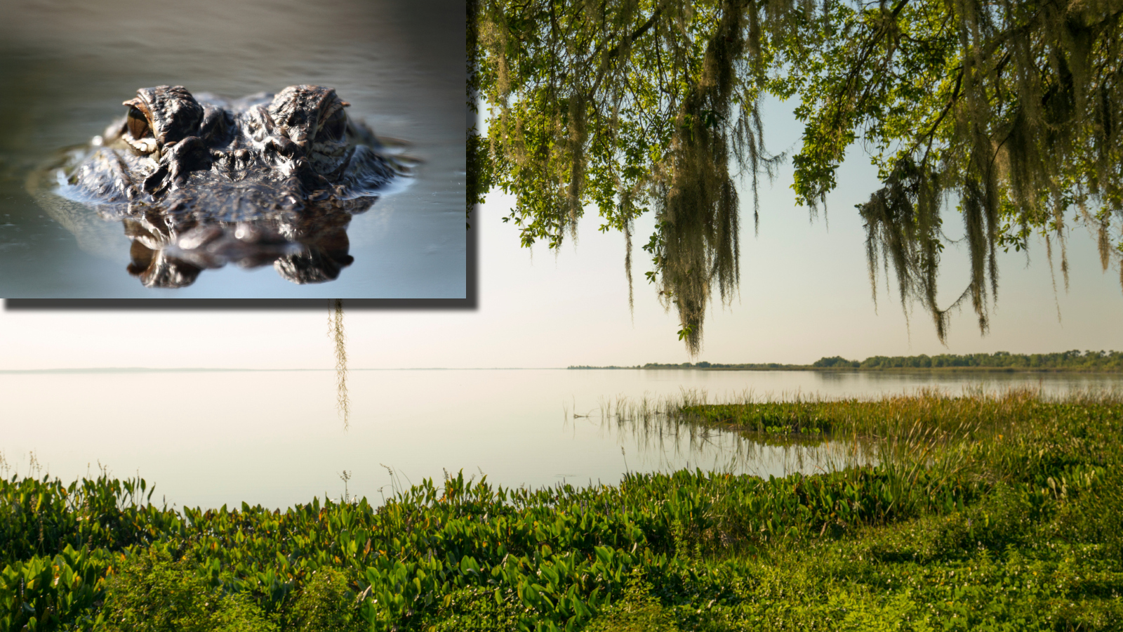 large American alligator next to Lake Apopka in Central Florida near Orlando