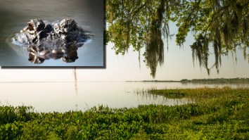 Fisherman In Florida Killed By 12-Foot Alligator Near Lake Apopka After Being Pulled From Shore Into The Water