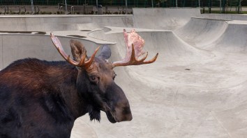 A Moose In Montana That Probably Just Wanted To Shred Got Stuck Inside A Skate Park And Had To Be Rescued