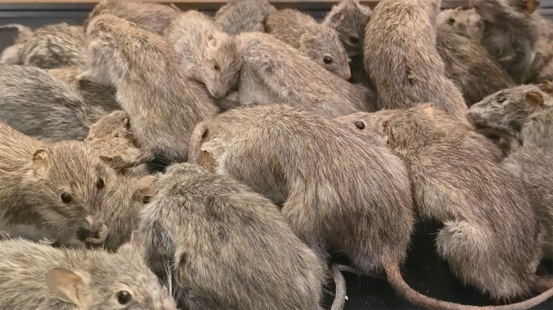 pack-of-grey-rats