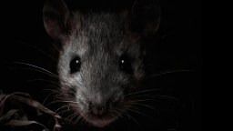 Texas And California Are Home To 10 Of America’s 50 Most Rat-Infested Cities, According To New Report