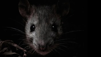 Texas And California Are Home To 10 Of America’s 50 Most Rat-Infested Cities, According To New Report
