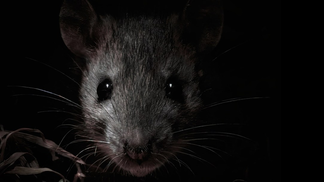 rats-in-the-dark