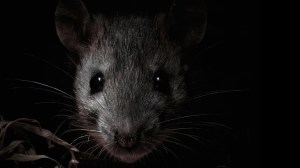 rats-in-the-dark
