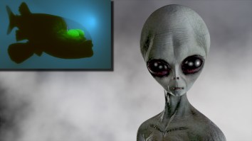 Deep-Sea Fish With See-Through Forehead That Looks Like A Robot Alien Was Just Seen For First Time In Years (4K Footage)