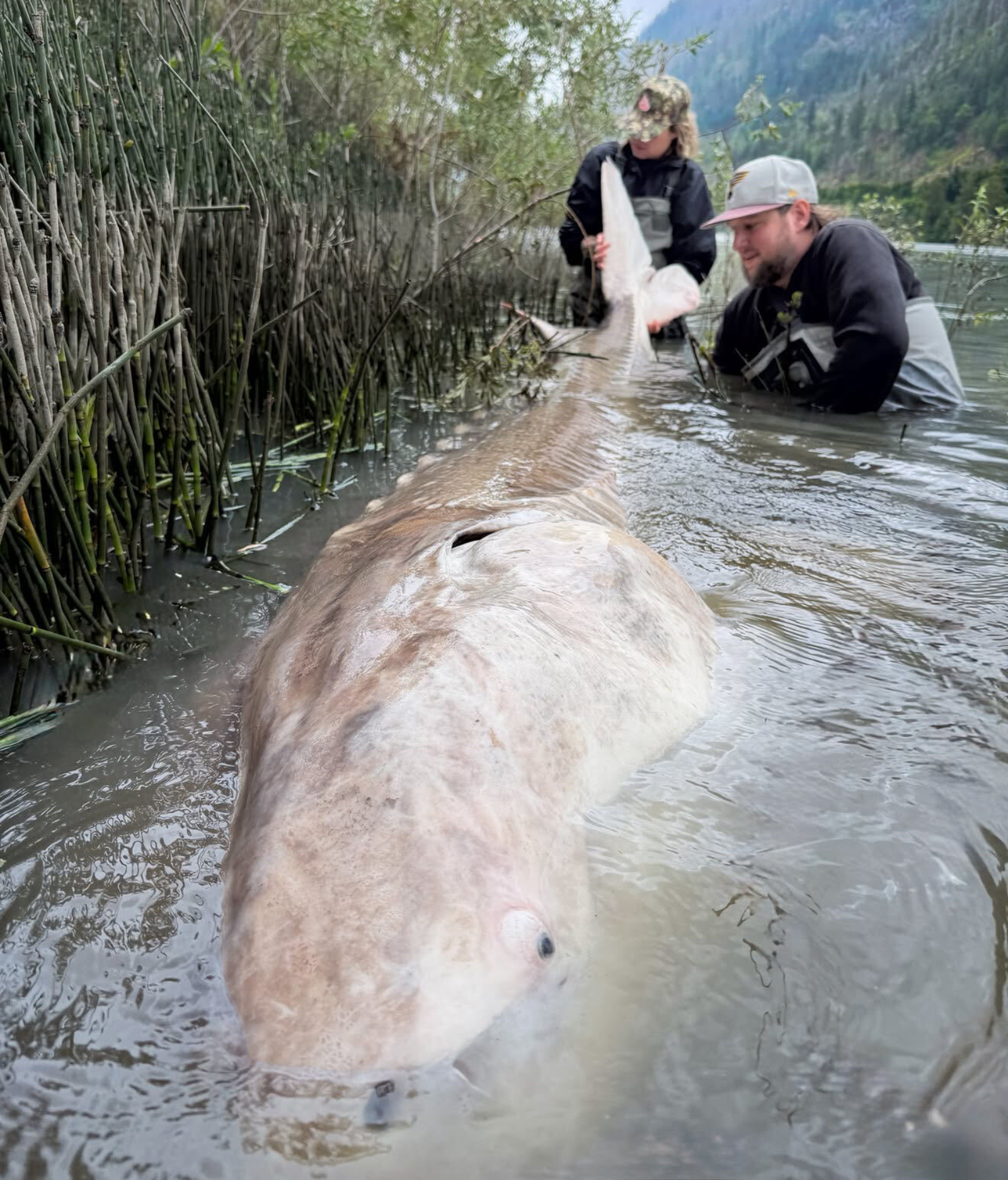 record-setting sturgeon caught by Sturgeon Slayers on Fraser River likely largest freshwater fish caught by a female angler ever