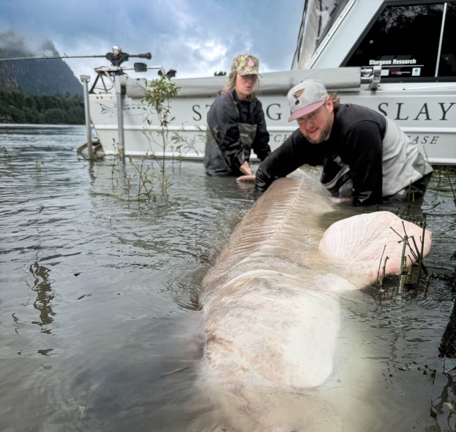record-setting sturgeon caught by Sturgeon Slayers on Fraser River likely largest freshwater fish caught by a female angler ever