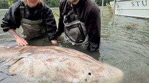 record-setting sturgeon caught by Sturgeon Slayers on Fraser River likely largest freshwater fish caught by a female angler ever