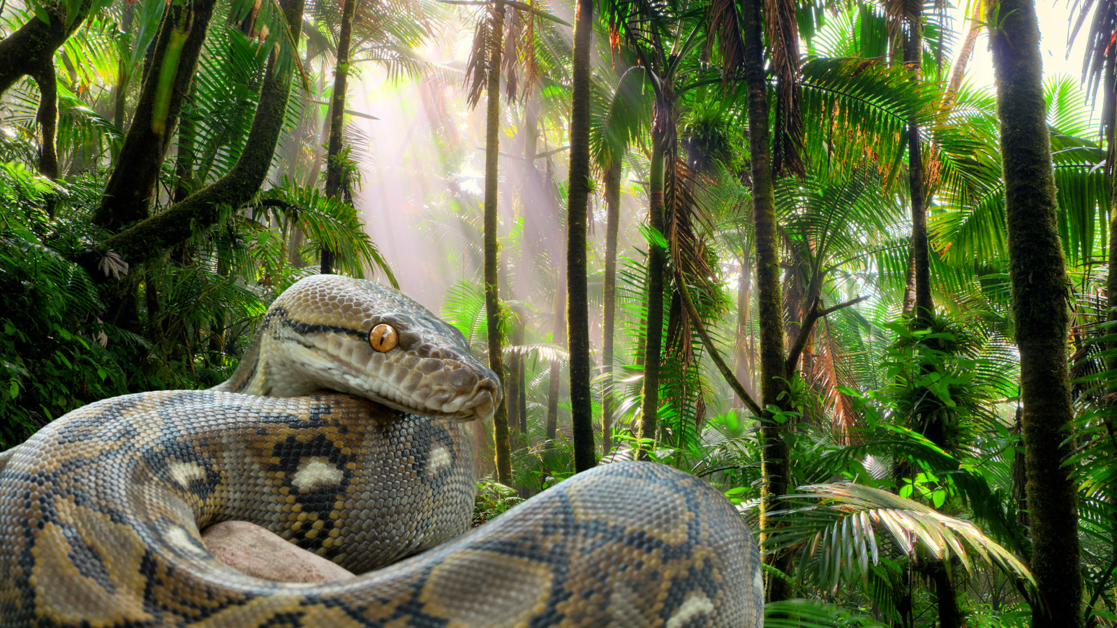large Reticulated python in the rain forest in Puerto Rico
