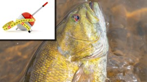 jumbo Smallmouth Bass fish next to a measuring tape and bobber