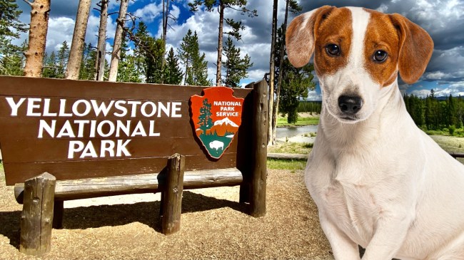 Jack Russell terrier next to sign for Yellowstone National Park